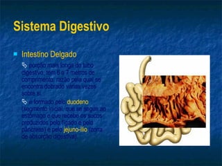 Sistema Digestivo Intestino Delgado    porção mais longa do tubo digestivo, tem 6 a 7 metros de comprimento, razão pela qual se encontra dobrado várias vezes sobre si.    é formado pelo   duodeno   (segmento inicial, que se segue ao estômago e que recebe os sucos produzidos pelo fígado e pelo pâncreas) e pelo   jejuno-ílio  (zona de absorção digestiva). 