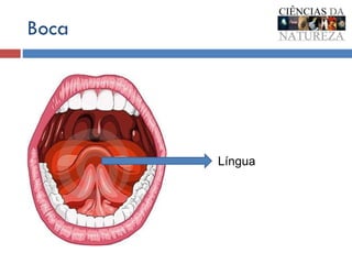 Boca Língua 