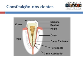 Constituição dos dentes 