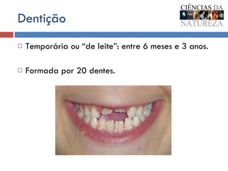 Dentição Temporária ou “de leite”: entre 6 meses e 3 anos. Formada por 20 dentes. 