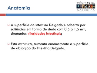 Anatomia A superfície do Intestino Delgado é coberta por saliências em forma de dedo com 0.5 a 1.5 mm, chamadas  vilosidades intestinais ; Esta estrutura, aumenta enormemente a superfície de absorção do Intestino Delgado.  