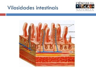 Vilosidades intestinais 
