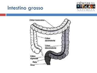 Intestino grosso 