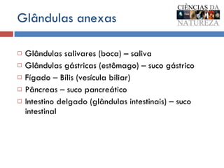 Glândulas anexas Glândulas salivares (boca) – saliva Glândulas gástricas (estômago) – suco gástrico Fígado – Bílis (vesícula biliar)  Pâncreas – suco pancreático Intestino delgado (glândulas intestinais) – suco intestinal 
