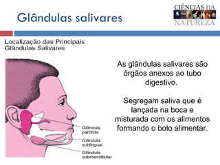 Glândulas salivares As glândulas salivares são órgãos anexos ao tubo digestivo.  Segregam saliva que é lançada na boca e misturada com os alimentos formando o bolo alimentar. 
