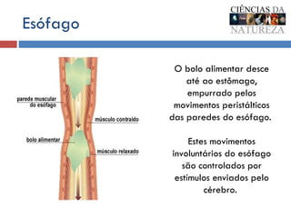 Esófago O bolo alimentar desce até ao estômago, empurrado pelos movimentos peristálticos das paredes do esófago.  Estes movimentos involuntários do esófago são controlados por estímulos enviados pelo cérebro.  