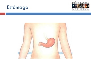 Estômago 