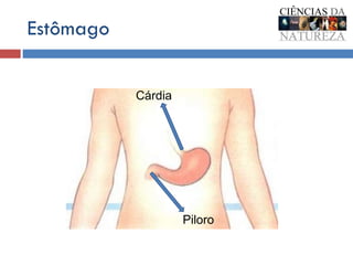 Estômago Cárdia Piloro 