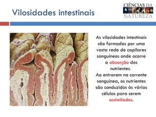 Vilosidades intestinais As vilosidades intestinais são formadas por uma vasta rede de capilares sanguíneos onde ocorre a  absorção  dos nutrientes .   Ao entrarem na corrente sanguínea, os nutrientes são conduzidos às várias células para serem  assimilados . 