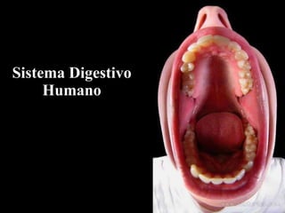Sistema Digestivo Humano 