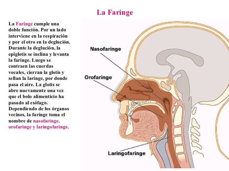 Funciones De La Faringe En El Sistema Digestivo