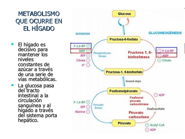 Breve guía de higado metabolismo