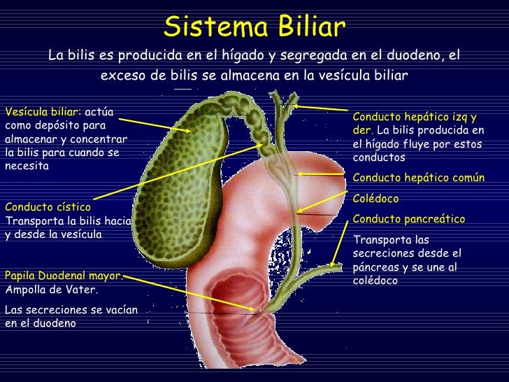 Sistema Digestivo