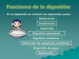 En la digestión se realizan los siguientes actos:
Masticación
Insalivación
Deglución
Digestión estomacal.
Digestión intest...
