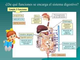 ¿De qué funciones se encarga el sistema digestivo?
 