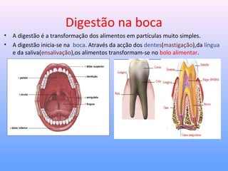 Digestão na boca
• A digestão é a transformação dos alimentos em partículas muito simples.
• A digestão inicia-se na boca. Através da acção dos dentes(mastigação),da língua
e da saliva(ensalivação),os alimentos transformam-se no bolo alimentar.
 