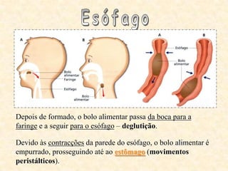 Depois de formado, o bolo alimentar passa da boca para a
faringe e a seguir para o esófago – deglutição.

Devido às contracções da parede do esófago, o bolo alimentar é
empurrado, prosseguindo até ao estômago (movimentos
peristálticos).
 