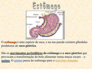 O estômago é uma espécie de saco, e na sua parede existem glândulas
produtoras do suco gástrico.

São os movimentos peristálticos do estômago e o suco gástrico que
provocam a transformação do bolo alimentar numa massa escura – o
quimo. O quimo passa do estômago para o intestino delgado.
 