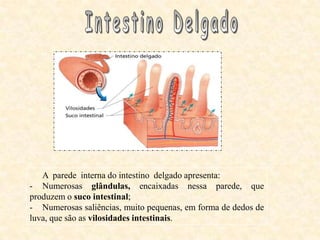 A parede interna do intestino delgado apresenta:
- Numerosas glândulas, encaixadas nessa parede, que
produzem o suco intestinal;
- Numerosas saliências, muito pequenas, em forma de dedos de
luva, que são as vilosidades intestinais.
 