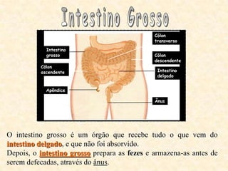 Cólon
                                              transverso

            Intestino
            grosso                            Cólon
                                              descendente
          Cólon
          ascendente                           Intestino
                                               delgado


            Apêndice

                                              Ânus




O intestino grosso é um órgão que recebe tudo o que vem do
intestino delgado, e que não foi absorvido.
Depois, o intestino grosso prepara as fezes e armazena-as antes de
serem defecadas, através do ânus.
 