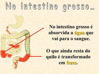 No intestino grosso é
 absorvida a água que
  vai para o sangue.

O que ainda resta do
quilo é transformado
      em fezes.
 