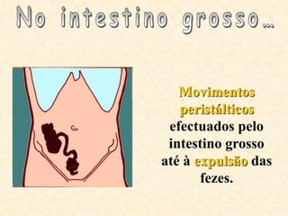 Movimentos
   peristálticos
 efectuados pelo
 intestino grosso
até à expulsão das
       fezes.
 