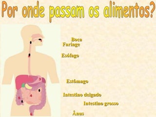 Boca
    Faringe

    Esófago



     Estômago

    Intestino delgado
              Intestino grosso

6       Ânus
 