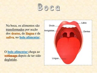 Na boca, os alimentos são
 transformados por acção
 dos dentes, da língua e da
 saliva, no bolo alimentar.



O bolo alimentar chega ao
estômago depois de ter sido
deglutido.
 