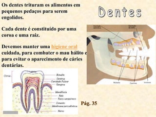 Os dentes trituram os alimentos em
pequenos pedaços para serem
engolidos.

Cada dente é constituído por uma
coroa e uma raiz.

Devemos manter uma higiene oral
cuidada, para combater o mau hálito e
para evitar o aparecimento de cáries
dentárias.




                        i            Pág. 35
 