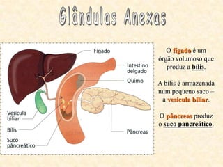 A parede interna do intestino delgado apresenta:
- Numerosas glândulas, encaixadas nessa parede, que
produzem o suco intes...