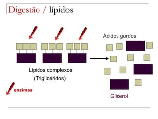 Digestão /  lípidos Lípidos complexos (Triglicéridos)  Ácidos gordos Glicerol enzimas 