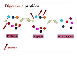 Digestão /  prótidos Proteína Aminoácidos Péptido enzimas 