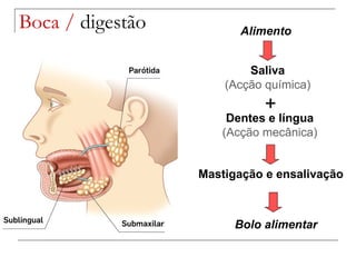 Boca /  digestão Alimento Saliva ‏ (Acção química) Dentes e língua (Acção mecânica) ‏ Mastigação e ensalivação Bolo alimentar + 