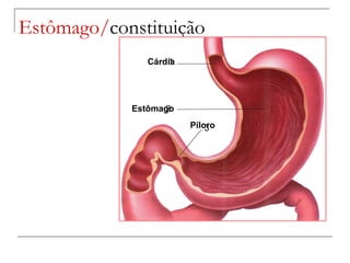 Estômago/ constituição Cárdia Estômago Píloro 1 2 3 