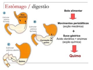 Estômago /  digestão Bolo alimentar Movimentos peristálticos (acção mecânica) Suco gástrico Ácido clorídrico + enzimas (acção química) Quimo + 