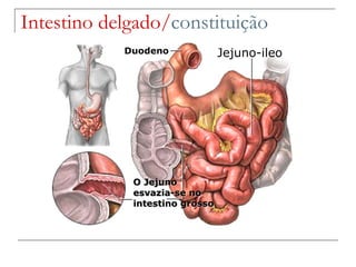 Intestino delgado/ constituição Jejuno-ileo Duodeno O Jejuno esvazia-se no intestino grosso 