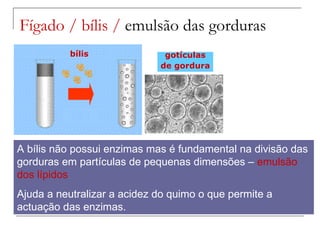 Fígado / bílis /  emulsão das gorduras A bílis não possui enzimas mas é fundamental na divisão das gorduras em partículas de pequenas dimensões –  emulsão dos lípidos Ajuda a neutralizar a acidez do quimo o que permite a actuação das enzimas. gordura água bílis gotículas de gordura 