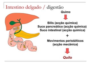 Intestino delgado /  digestão Quimo Bílis (acção química) Suco pancreático (acção química)  Suco intestinal (acção química) Movimentos peristálticos (acção mecânica) Quilo + 