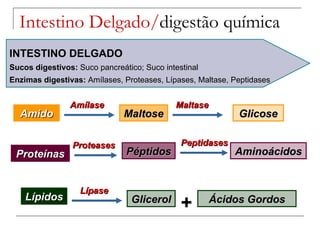 Intestino Delgado/ digestão química INTESTINO DELGADO Sucos digestivos:  Suco pancreático; Suco intestinal Enzimas digestivas:  Amílases, Proteases, Lípases, Maltase, Peptidases Amido Maltose Glicose Amílase Maltase Proteínas Péptidos Aminoácidos Proteases Peptidases Lípidos Glicerol Lípase Ácidos Gordos + 