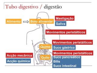Tubo digestivo /  digestão Alimento Bolo alimentar Saliva Mastigação Quimo Suco gástrico Movimentos peristálticos Movimentos peristálticos Quilo Movimentos peristálticos Suco pancreático Bílis Suco intestinal Acção química Acção mecânica 