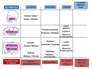 Amilase salivar Amido > Maltose Amilase  Amido > Maltose Maltase  Maltose > Glicose NUTRIENTES BOCA ESTÔMAGO INTESTINO DELGADO Protease (pepsina) Proteínas > Péptidos Protease Proteínas > Péptidos Péptidase Péptidos > Aminoácidos Lipase Lípidos >  Glicerol e Ácidos gordos Glicose (monossacarídeo) Aminoácidos Ác. gordos Glicerol Vitaminas Minerais Água Produtos finais da digestão VITAMINAS MINERAIS ÁGUA LÍPIDOS PRÓTIDOS GLÍCIDOS Lípase  gástrica Lípidos >  Glicerol e Ácidos gordos 