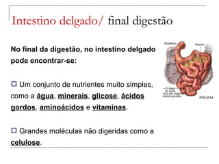 Intestino delgado/  final digestão No final da digestão, no intestino delgado pode encontrar-se: Um conjunto de nutrientes muito simples, como a  água ,  minerais ,  glicose ,  ácidos gordos ,  aminoácidos  e  vitaminas . Grandes moléculas não digeridas como a  celulose . 