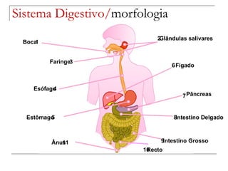 Sistema Digestivo/ morfologia Boca Glândulas salivares Faringe Esófago Fígado Estômago Pâncreas Intestino Delgado Intestino Grosso Recto Ânus 1 2 3 4 6 5 7 8 9 10 11 