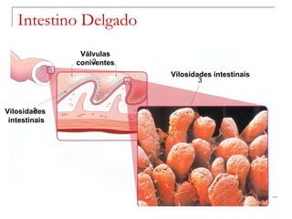 Intestino Delgado Válvulas coniventes Vilosidades intestinais Vilosidades intestinais 1 2 3 