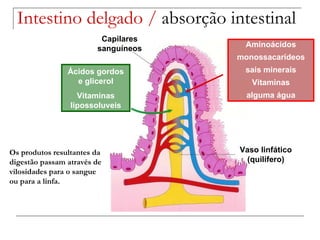 Capilares sanguíneos Vaso linfático (quilífero) Aminoácidos monossacarídeos sais minerais Vitaminas alguma água Ácidos gordos e glicerol Vitaminas lipossoluveis Os produtos resultantes da digestão passam através de vilosidades para o sangue ou para a linfa. Intestino delgado /  absorção intestinal 