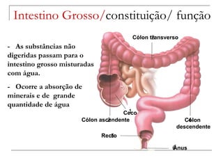 Intestino Grosso/ constituição/ função Cólon  descendente Ceco Ânus Recto Cólon transverso Cólon ascendente 6 4 5 3 2 1 -  As substâncias não digeridas passam para o intestino grosso misturadas com água. -  Ocorre a absorção de minerais e de  grande quantidade de água 