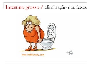 Intestino grosso /  eliminação das fezes 
