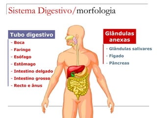 Glândulas salivares Fígado Pâncreas Boca Faringe Esófago Estômago Intestino delgado Intestino grosso Recto e ânus Sistema Digestivo/ morfologia Glândulas anexas Tubo digestivo 