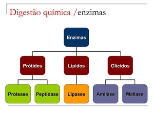 Digestão química / enzimas Enzimas Prótidos Lípidos Glícidos Protease Lípases Amilase Maltase Peptidase 