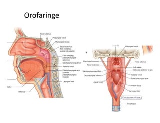 Orofaringe
 